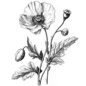 botanical illustration of a poppy plant