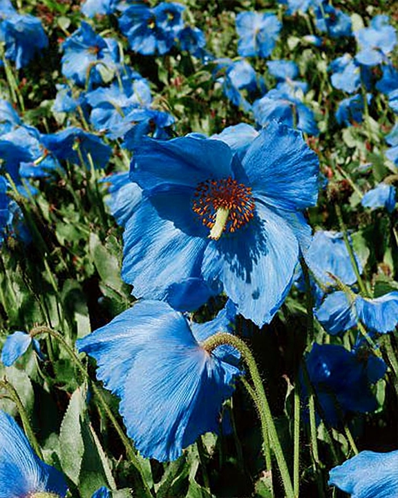 Meconopsis spp., Himalayan blue poppy variety