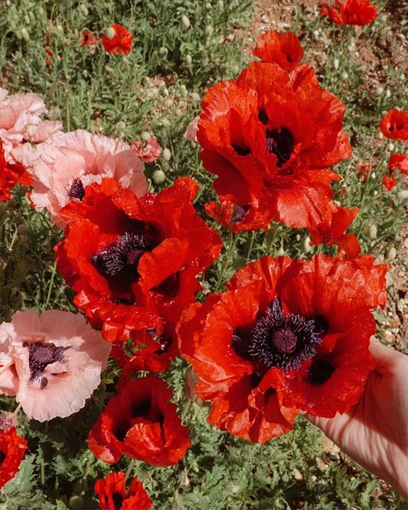Papaver orientale poppy variety