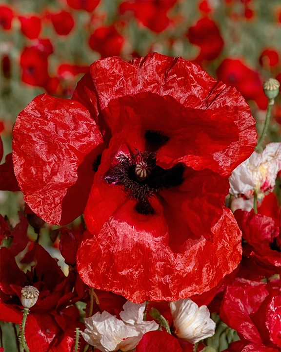 Papaver rhoeas poppy variety