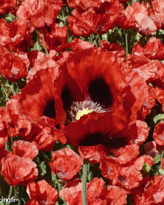 poppy Papaver somniferum variety