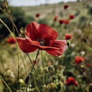 poppies cover image