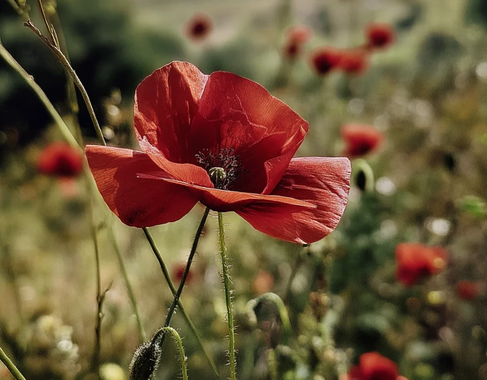 poppies cover image