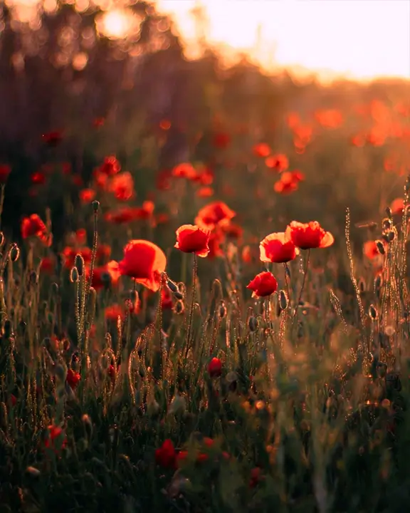 cobelio poppies moodboard