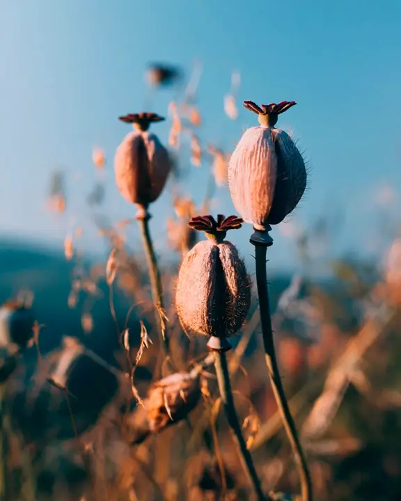 cobelio poppies moodboard