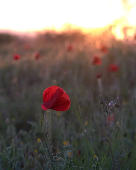 cobelio poppies moodboard