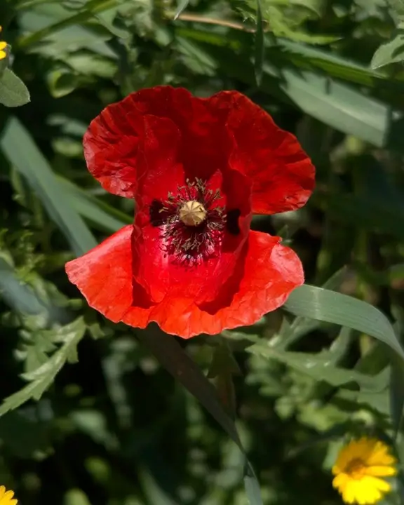 cobelio poppies moodboard