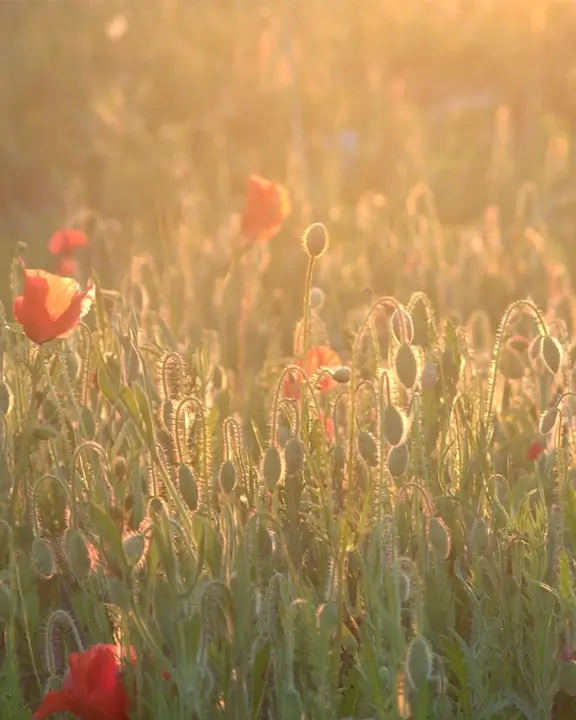 cobelio poppies moodboard