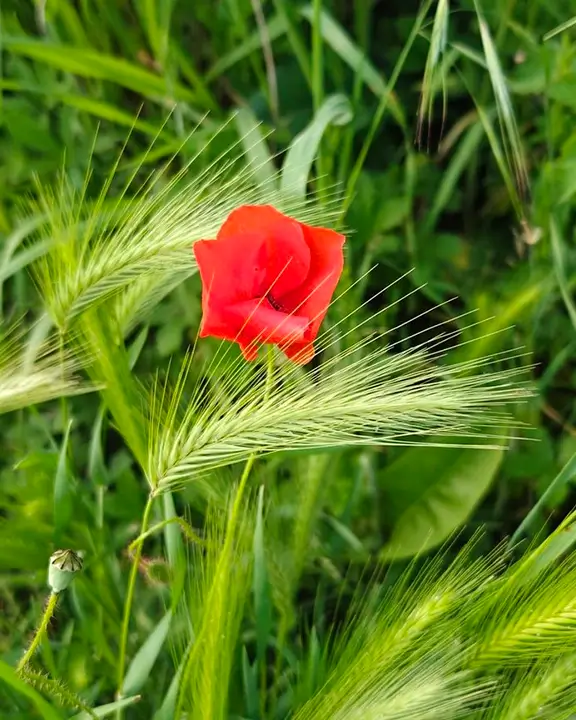 cobelio poppies moodboard