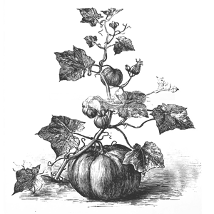 botanical illustration of a pumpkin plant