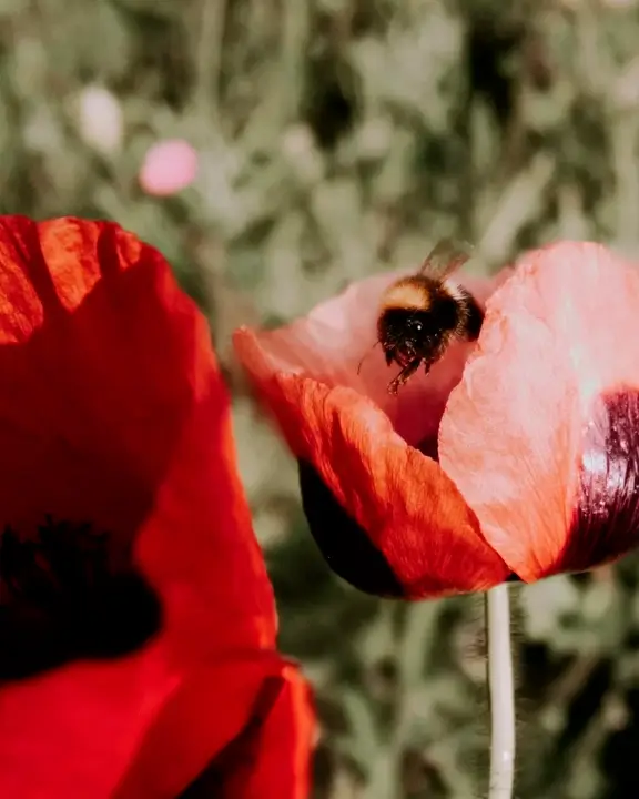 bee inside a poppy flower