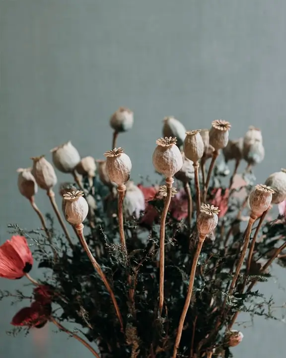 poppy dried seeds composition