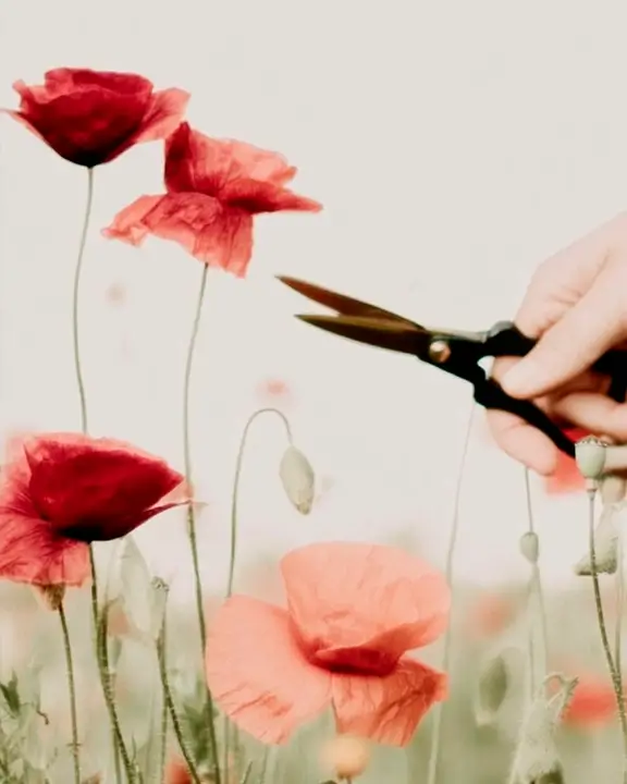tall poppy syndrome representation