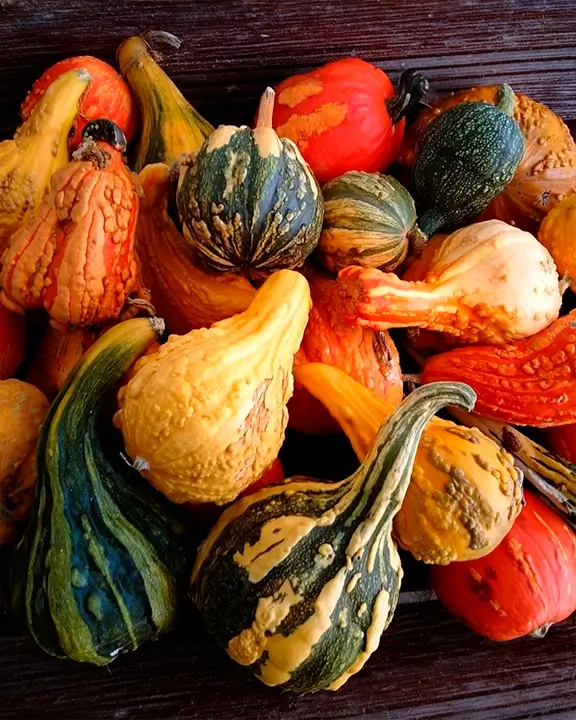 cobelio pumpkin moodboard