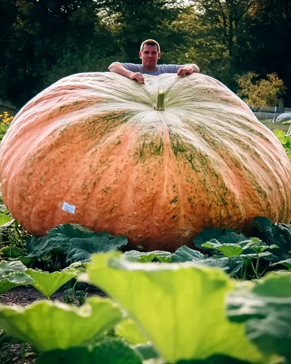 cobelio pumpkin moodboard