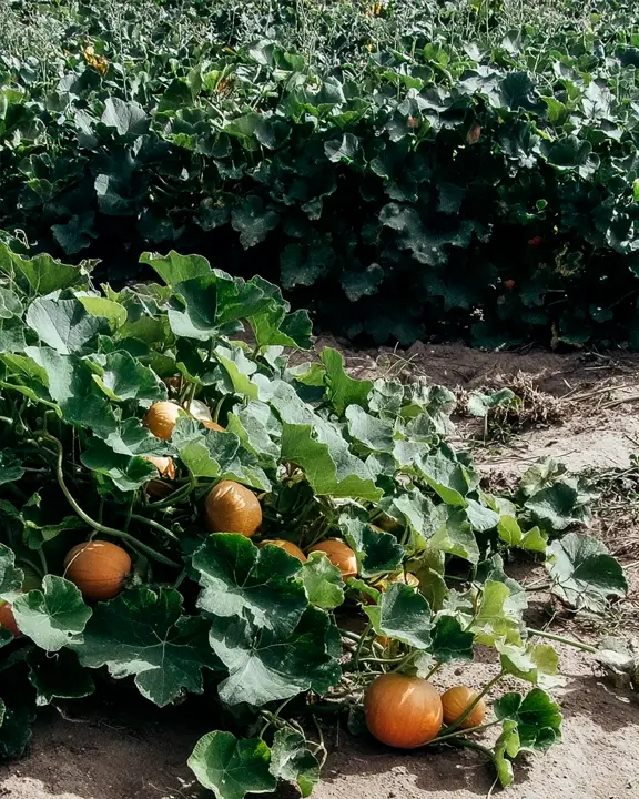 cobelio pumpkin moodboard
