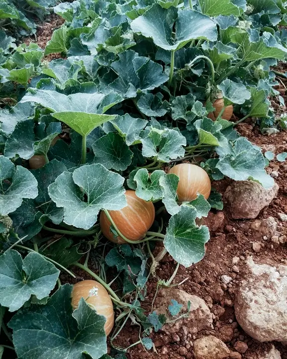 cobelio pumpkin moodboard