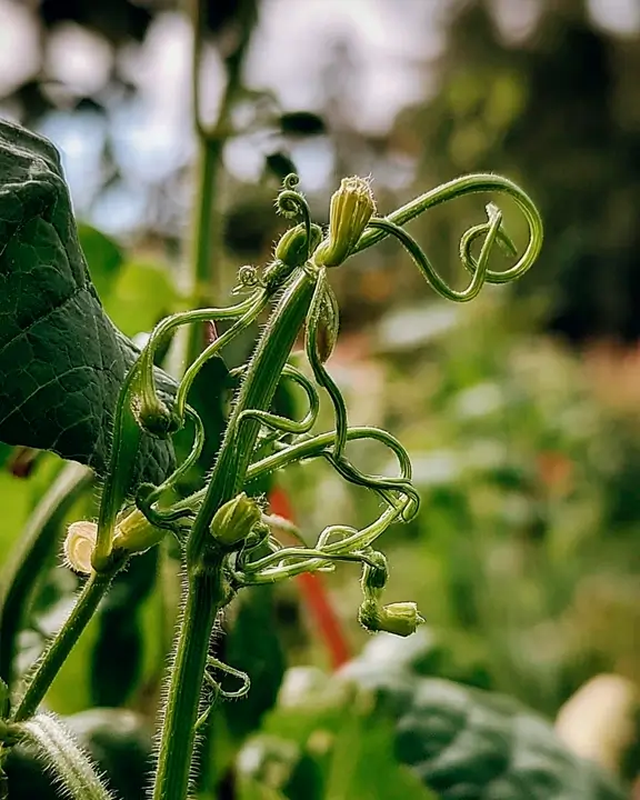 pumkin tendrills