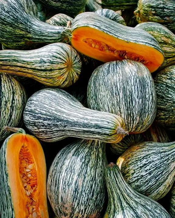 pumpkin variety Cucurbita argyrosperma