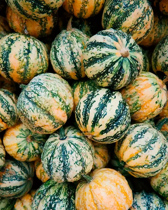 pumpkin variety Cucurbita maxima