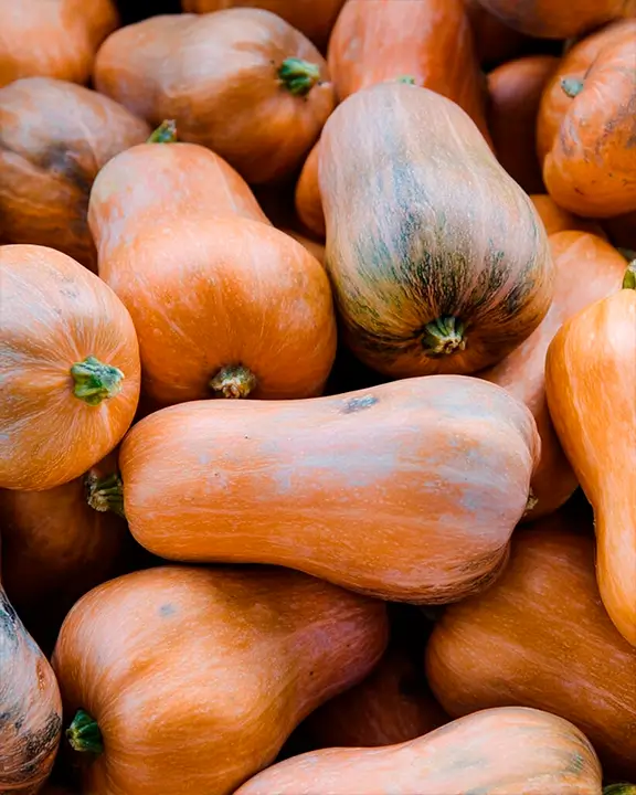 pumpkin variety Cucurbita moschata