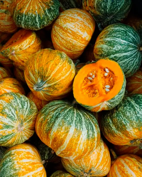 pumpkin variety Cucurbita pepo