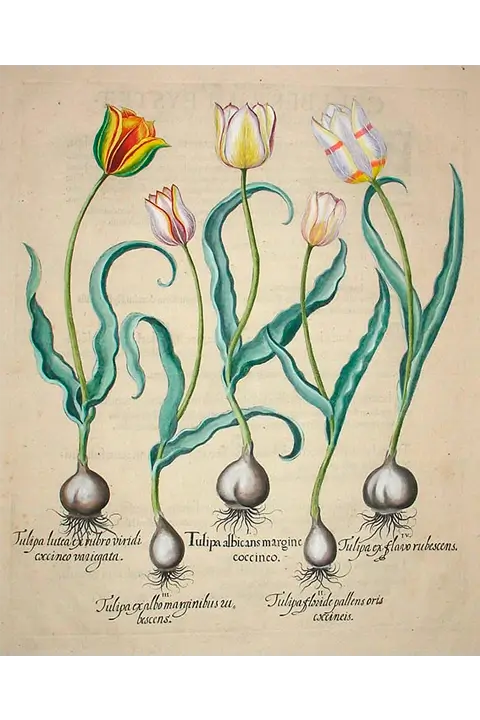 Tulip plate, **Hortus Eystettensis (1613) — Basilius Besler.