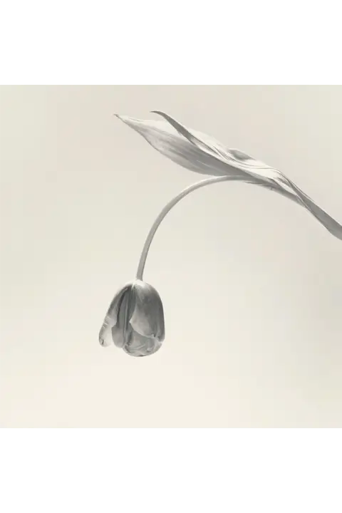 Tulip (1984) - Robert Mapplethorpe