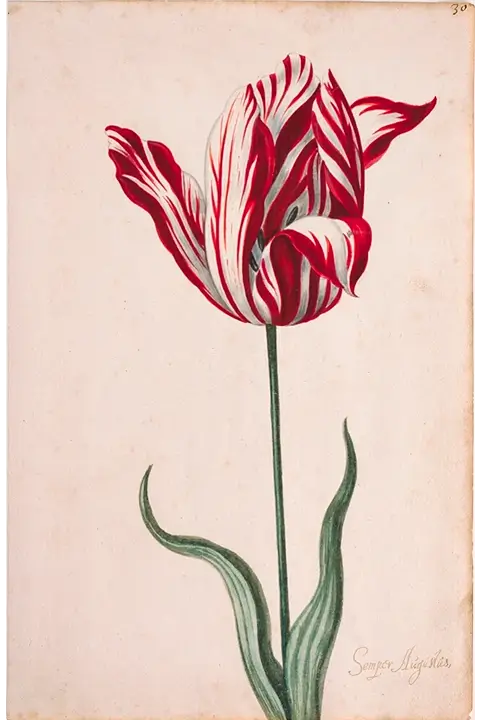 Semper Augustus (before 1640) — Anonymous, “Tulip Book”