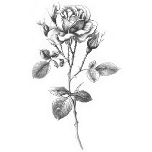 botanical illustration of a rose plant
