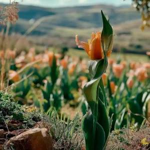 cobelio tulip cover image