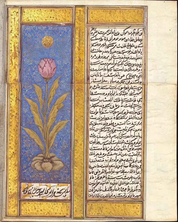 tulip laleh original word origin in otoman handwriting