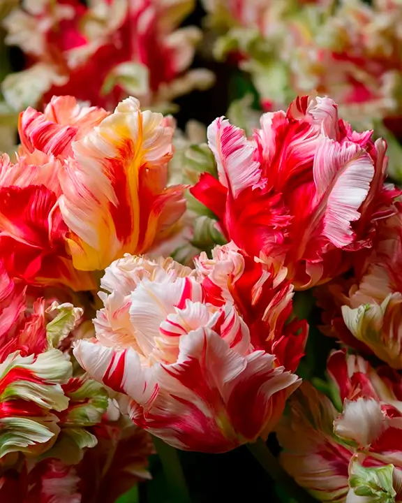 parrot tulip variety