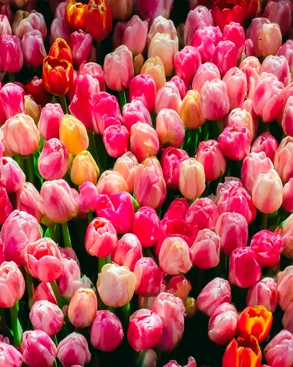 triumph tulip variety