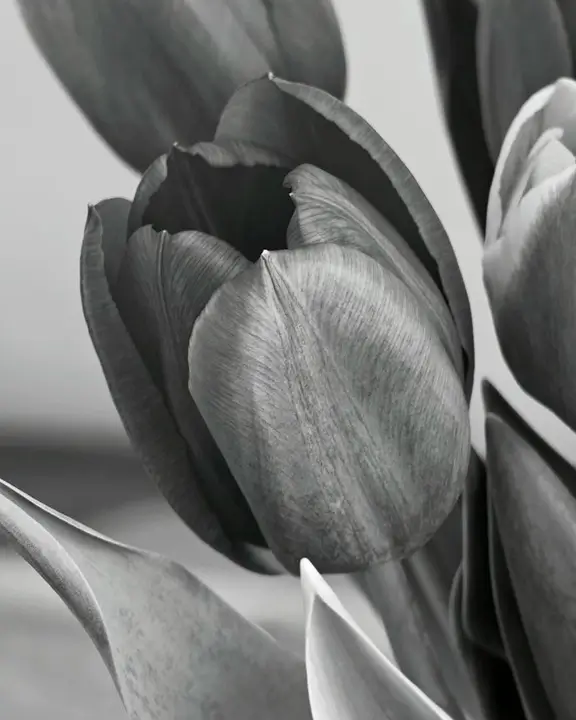 cobelio tulip moodboard