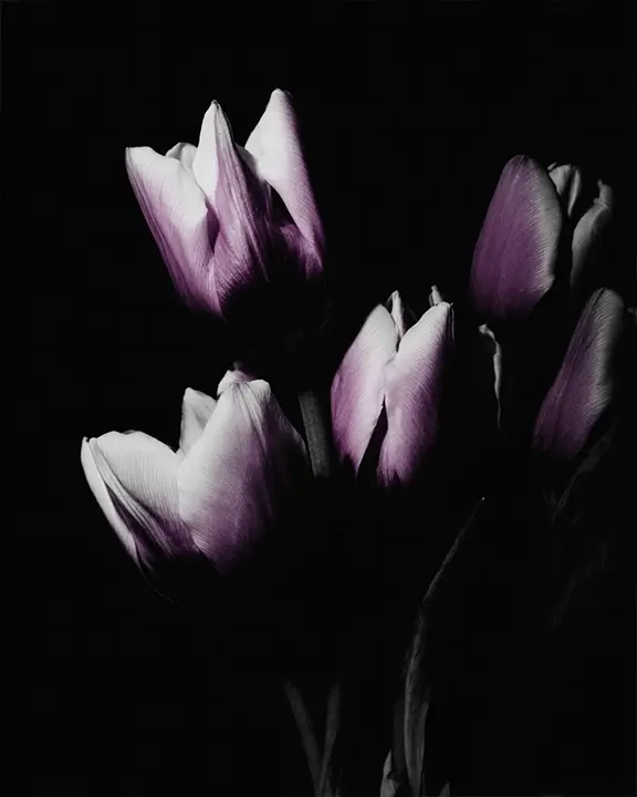 cobelio tulip moodboard