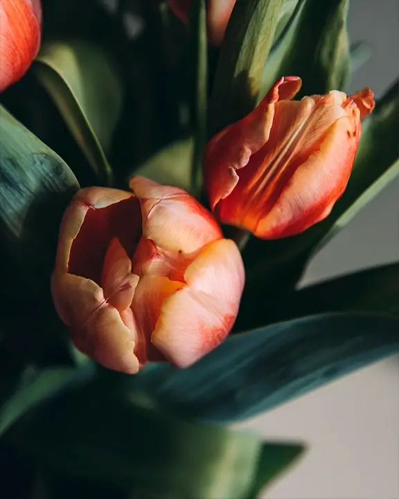 cobelio tulip moodboard