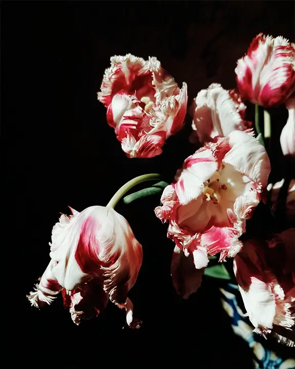 cobelio tulip moodboard