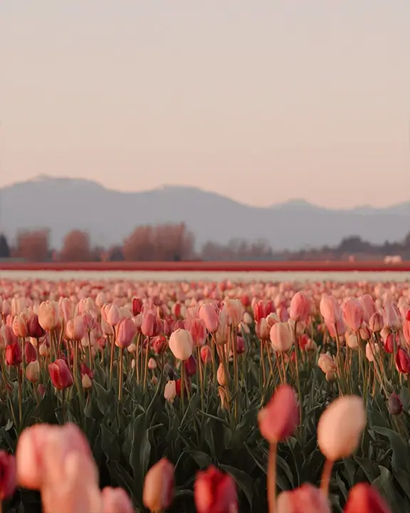 cobelio tulip moodboard