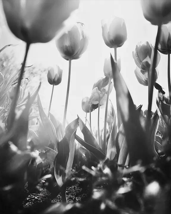 cobelio tulip moodboard