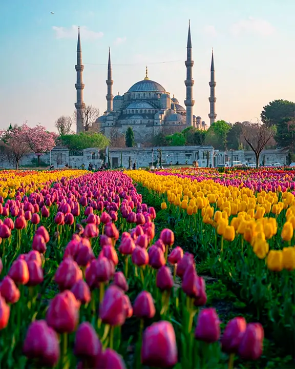 cobelio tulip moodboard