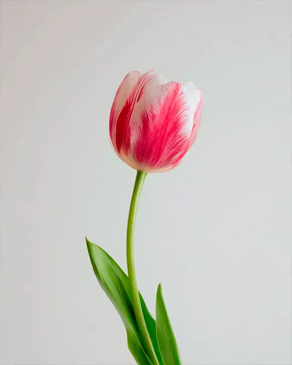 cobelio tulip moodboard