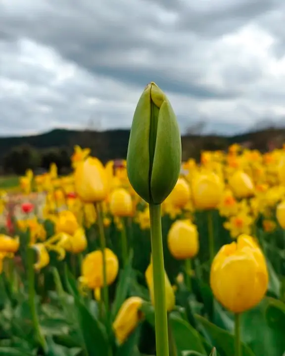 cobelio tulip moodboard