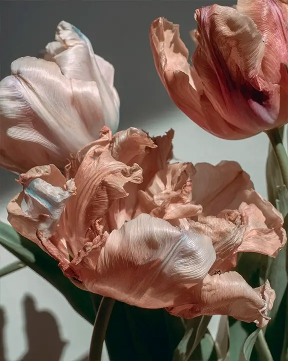 cobelio tulip moodboard
