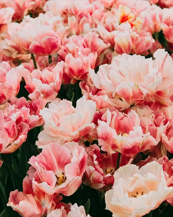 cobelio tulip moodboard