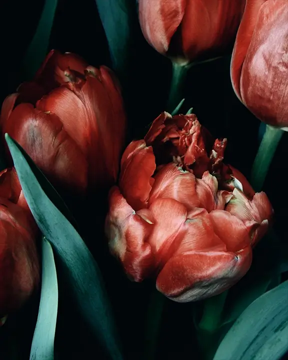 cobelio tulip moodboard