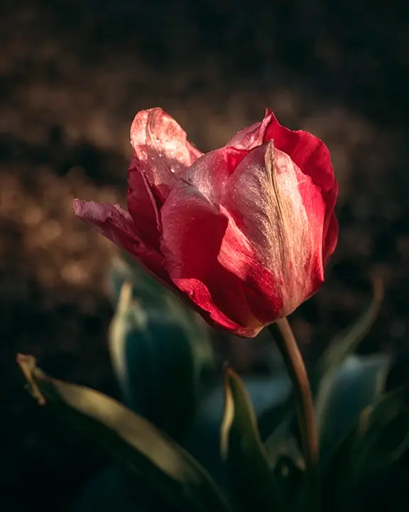 cobelio tulip moodboard