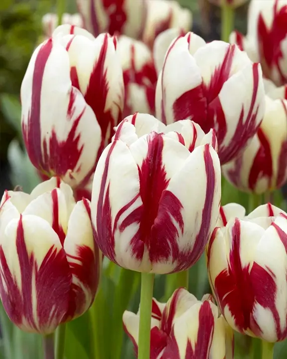 rembrandt tulip variety