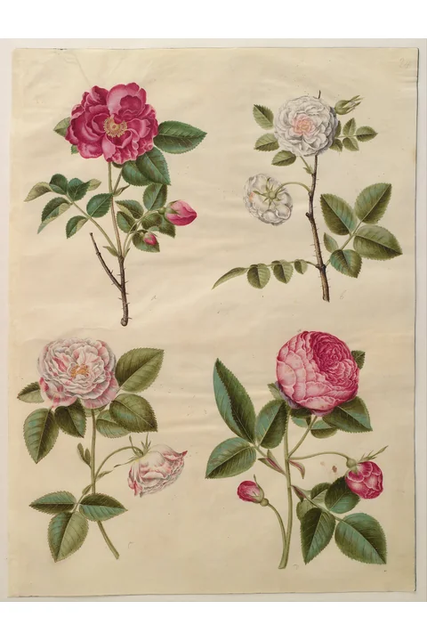 Rosa gallica gouache from the Gottorfer Codex by Hans Simon Holtzbecker, around 1650