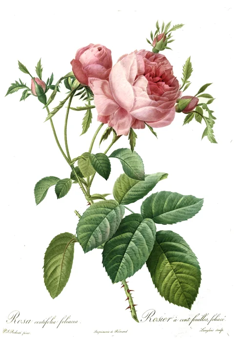 Rosa centifolia foliacea engraving from Les Roses by Pierre-Joseph Redouté